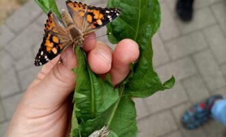 Unser Schmetterlingsprojekt in der VSK