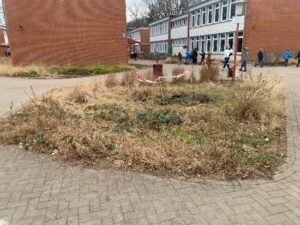 Zukünftiges Wildstaudenbeet inmitten desSchulhofs. 