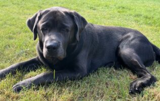 Unser Schulhund Benny stellt sich vor