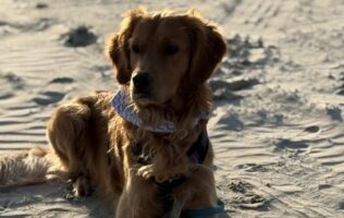 Schulhund Olmo stellt sich vor