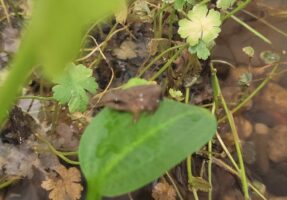 187 kleine Frösche zurück in die Freiheit entlassen
